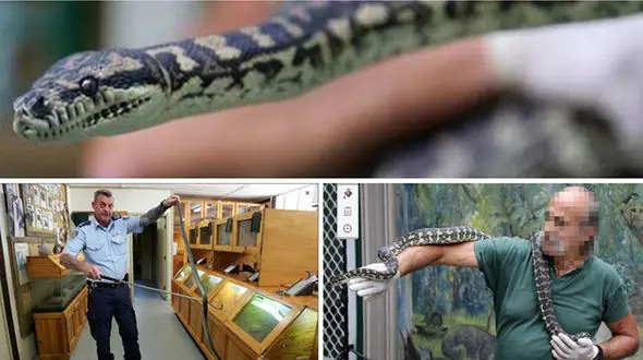  این مار پیتون به مواد مخدر معتاد بود+عکس 