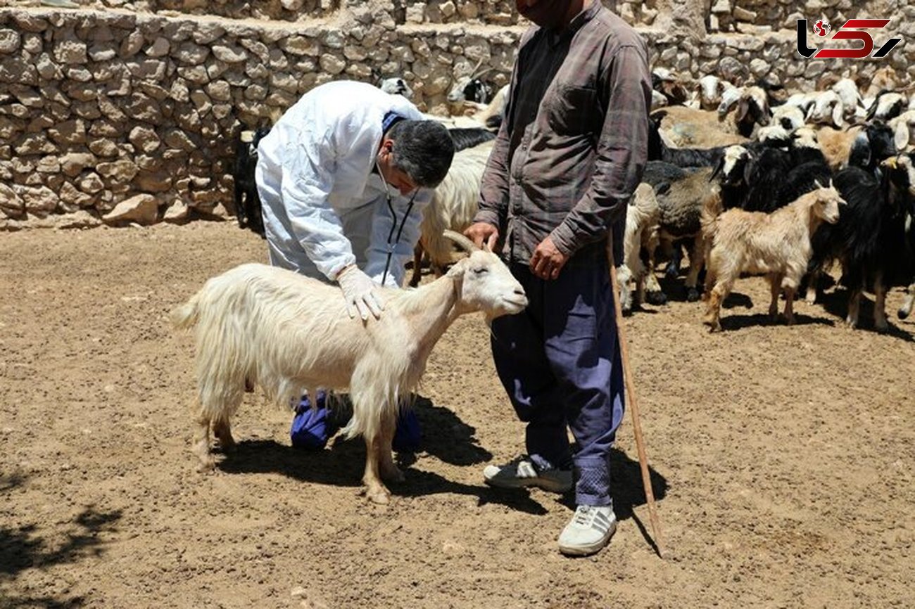 مبارزه با بیماری های دام وطیور در ایوانکی 