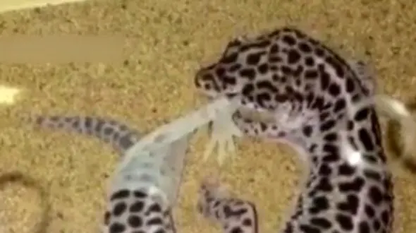  سوسماری که برای پوست اندازی به خودش کمک کرد+ فیلم