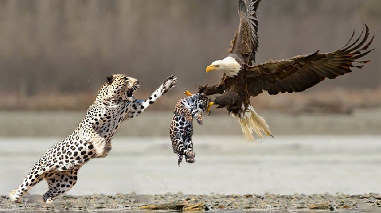 Нападение вместе. Леопард с орлом. Гепард против орла. Леопарды дерутся. Леопард охотится на птицу.