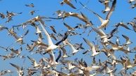 20 گونه پرنده مهاجر وارد آبگیرهای گچساران شدند
