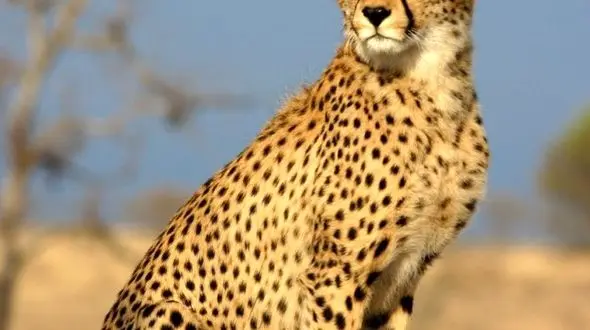 عقاب در اوج و یوزپلنگ در تعقیب / حیات وحش شگفت‌ انگیز 