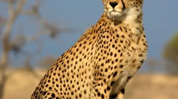 عقاب در اوج و یوزپلنگ در تعقیب / حیات وحش شگفت‌ انگیز 