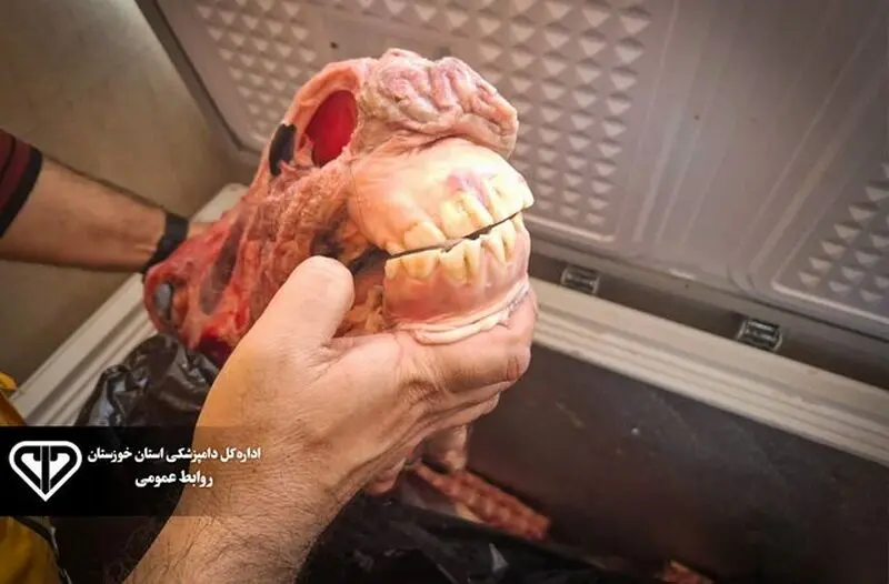 کشف گوشت اسب قبل از رسیدن به بازار در آبادان