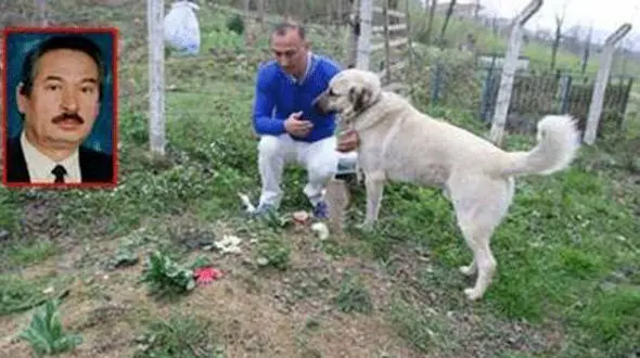 این سگ باوفا بعد از مرگ صاحبش افسردگی گرفت+عکس