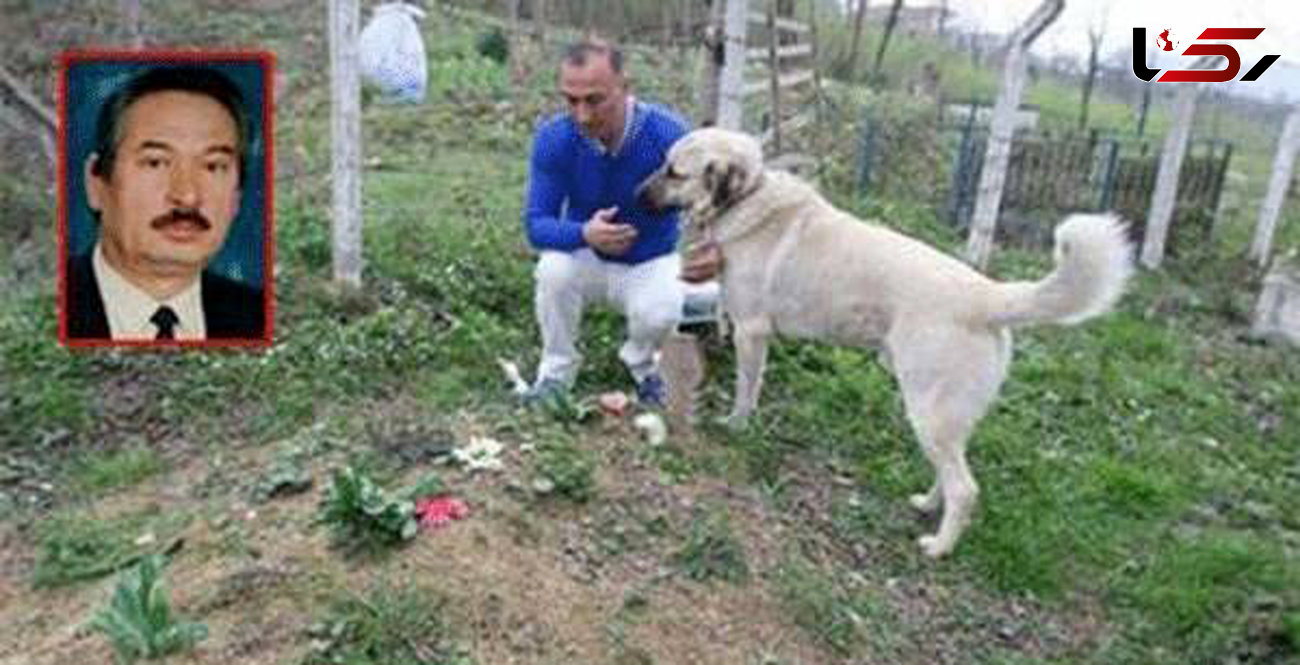 این سگ باوفا بعد از مرگ صاحبش افسردگی گرفت+عکس