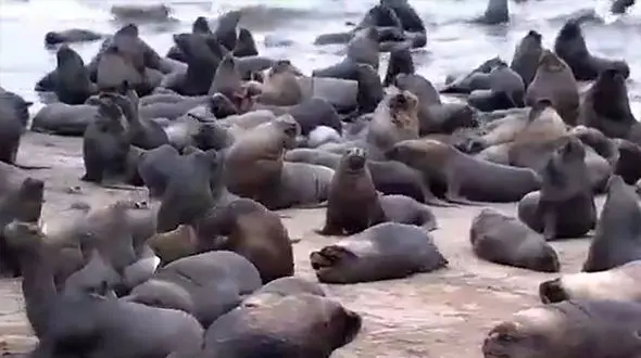 فیلم فرار شیر های دریایی از ترس نهنگ به شهر های شیلی + فیلم