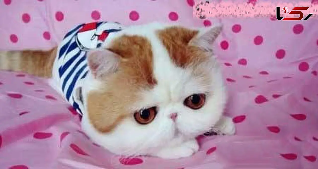 این گربه در اینستاگرام  ۲۹۴۰۰۰ فالوور دارد!+عکس