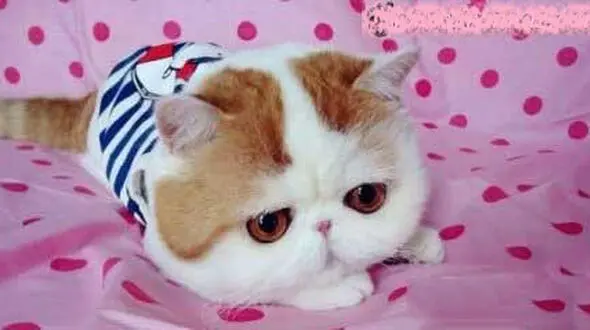 این گربه در اینستاگرام  ۲۹۴۰۰۰ فالوور دارد!+عکس