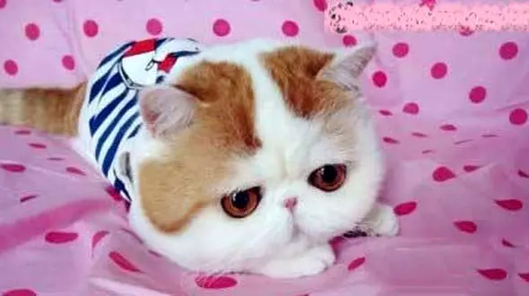 این گربه در اینستاگرام  ۲۹۴۰۰۰ فالوور دارد!+عکس