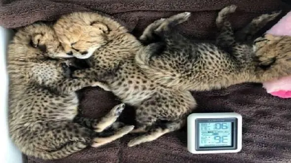 حضور یک دامپزشک از اندونزی برای نجات تنها توله یوزپلنگ باقی مانده