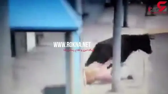 حمله گاو وحشی به تماشاچیان+فیلم