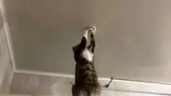 ببینید / حیوان خانگی یا برقکار؟ + فیلم 