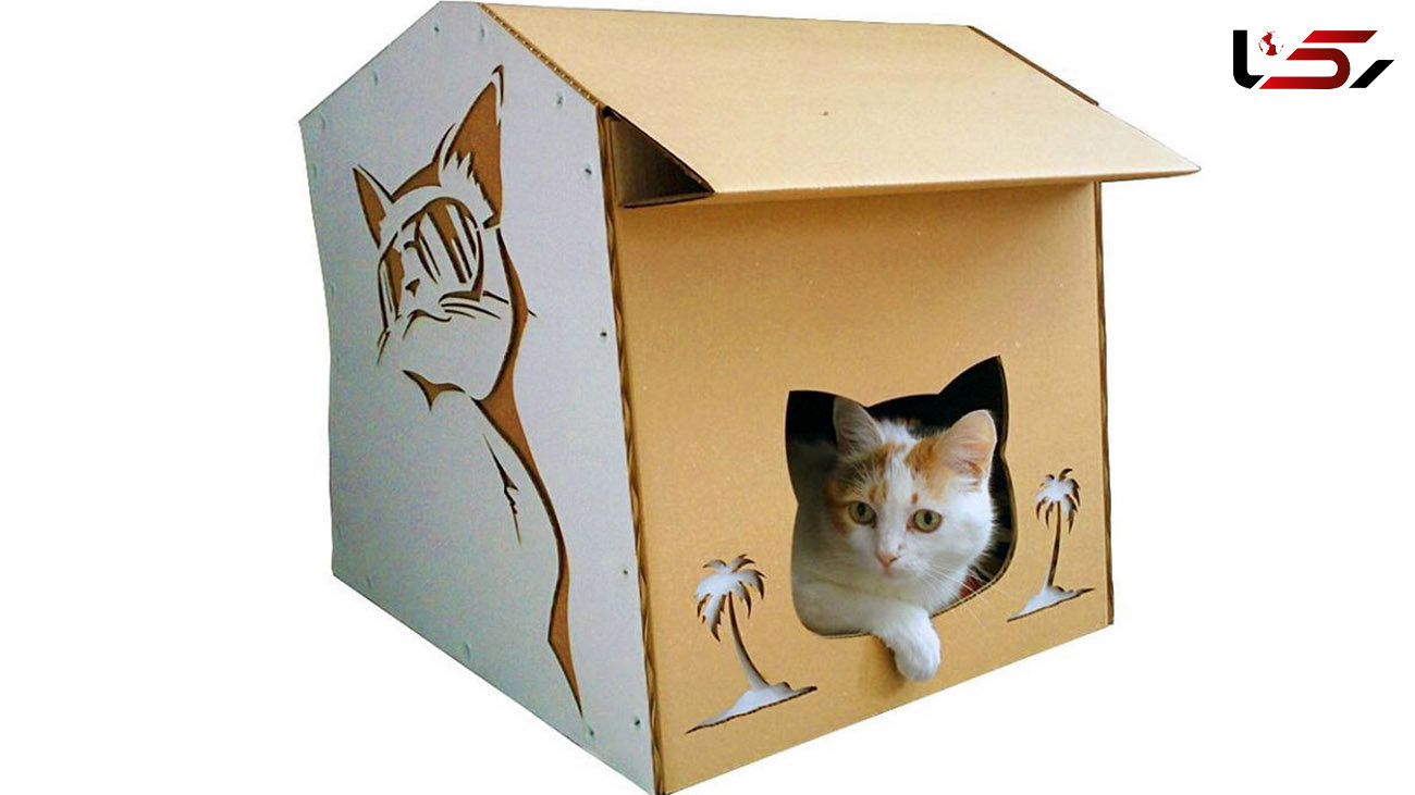 نحوه ساخت خانه برای گربه های شهری