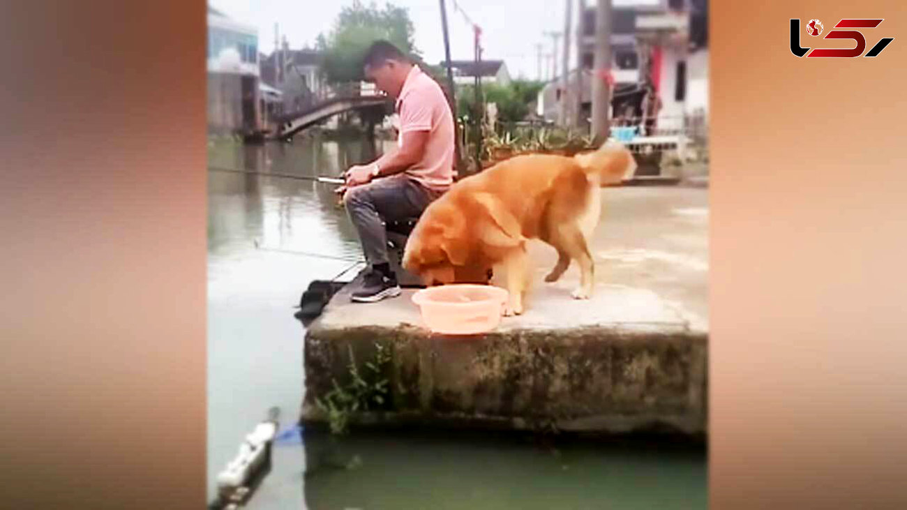 دلسوزی جالب سگ برای نجات ماهی از چنگ صیاد + فیلم