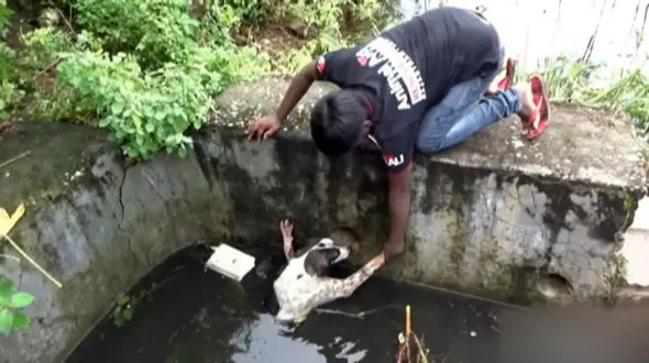 فیلم احساسی از اقدام انسان دوستانه از نجات حیوانات گرفتار  