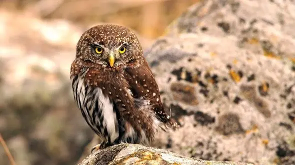 جغد های بامزه+فیلم