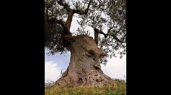 درخت متفکر شناسایی شد + عکس 
