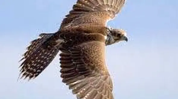 پرنده شکاری پیغو را دیده اید؟/ مرد چوپان این شکارچی را نمی شناخت! + جزئیات و عکس