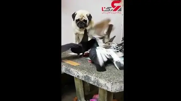 صحنه بامزه از ناراحتی یک سگ از کبوترها+فیلم