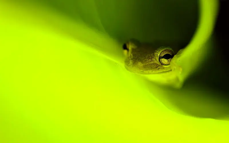 درخشش زمردی