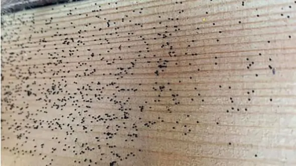 این تخم های سیاه  خانواده ای را به هم ریختند! + عکس 