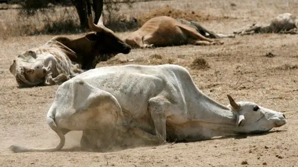 سایه مرگ در  کنیا +عکس