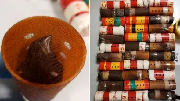 قاچاق پرنده با بیگودی+عکس