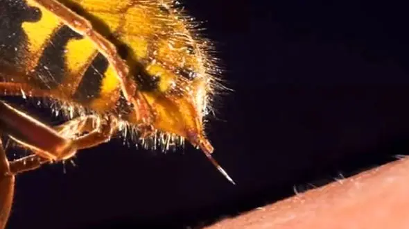 نیش زنبور باعث بیهوشی راننده شد