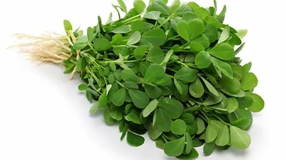 آب شنبلیله بهترین مسکن درد مفاصل 