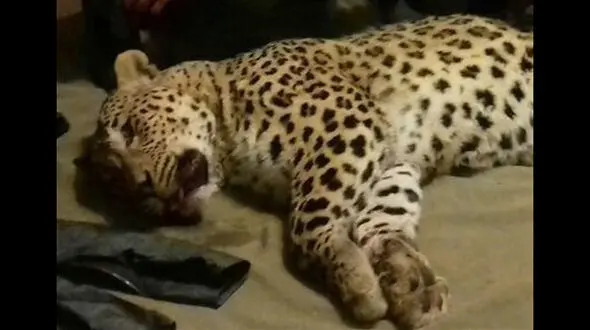 مرگ مرموز پلنگ پاسند در بهشهر/مقصران چه کسانی هستند؟