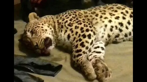 مرگ مرموز پلنگ پاسند در بهشهر/مقصران چه کسانی هستند؟