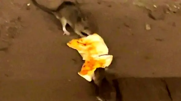 فیلم/ نبرد موش‌ها بر سر یک تکه پیتزا 