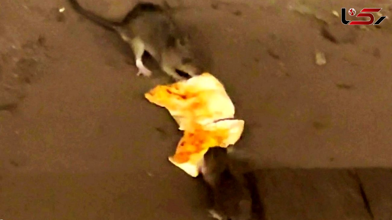 فیلم/ نبرد موش‌ها بر سر یک تکه پیتزا 