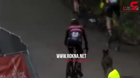 مختل شدن مسابقات دوچرخه سواری توسط یک سگ عصبانی + فیلم 
