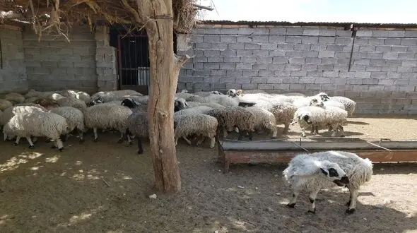 بازداشت 20 سارق با 54 گوسفند سرقتی در کرمان