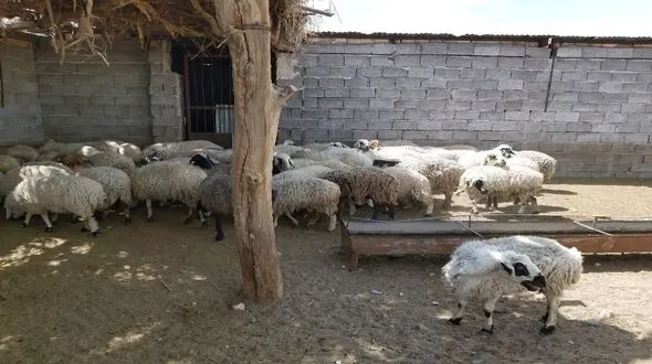بازداشت 20 سارق با 54 گوسفند سرقتی در کرمان