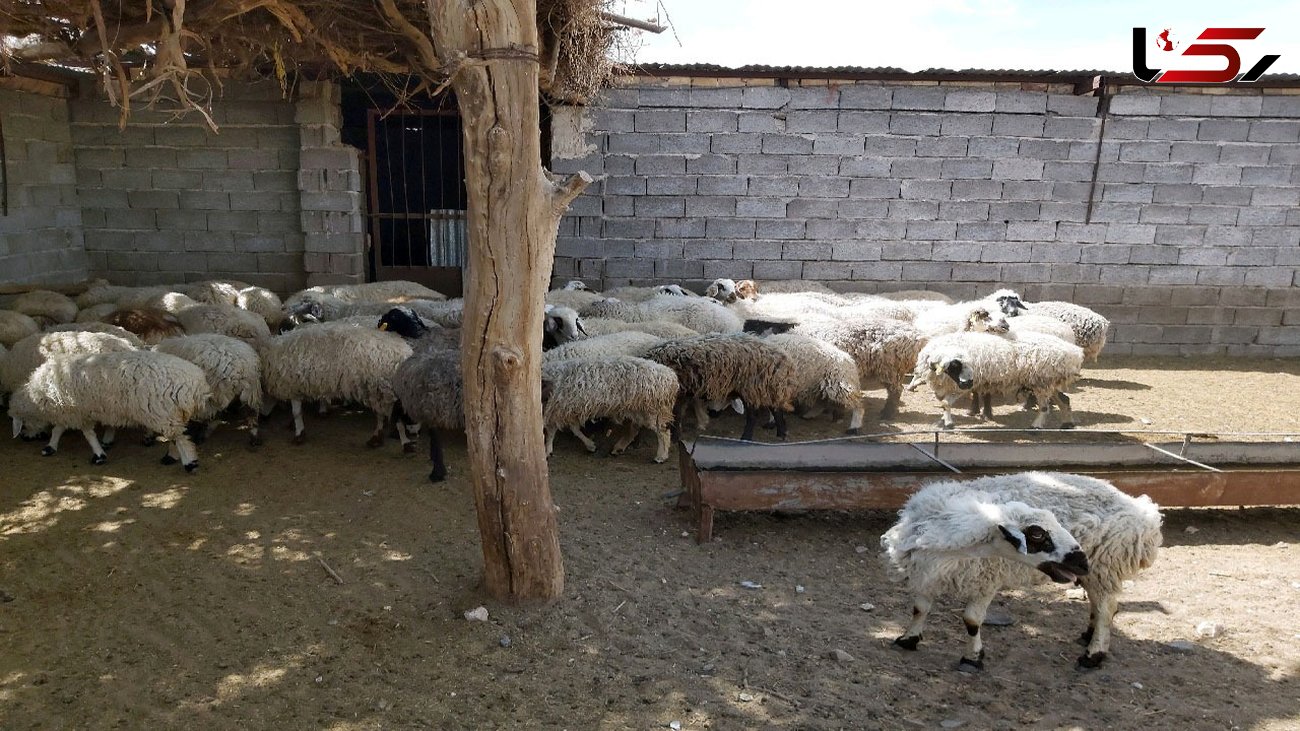 بازداشت 20 سارق با 54 گوسفند سرقتی در کرمان