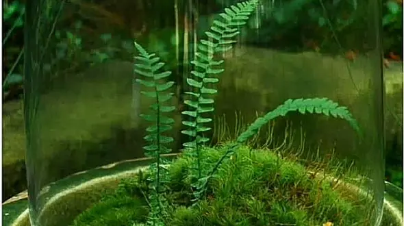 روش نگهداری خزه ها + فیلم