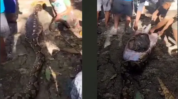 فیلم بلعیده شدن یک مرد توسط مار غول پیکر 