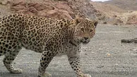 مشاهده پلنگ در سیستان و بلوچستان
