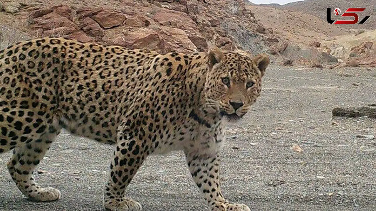 مشاهده پلنگ در سیستان و بلوچستان