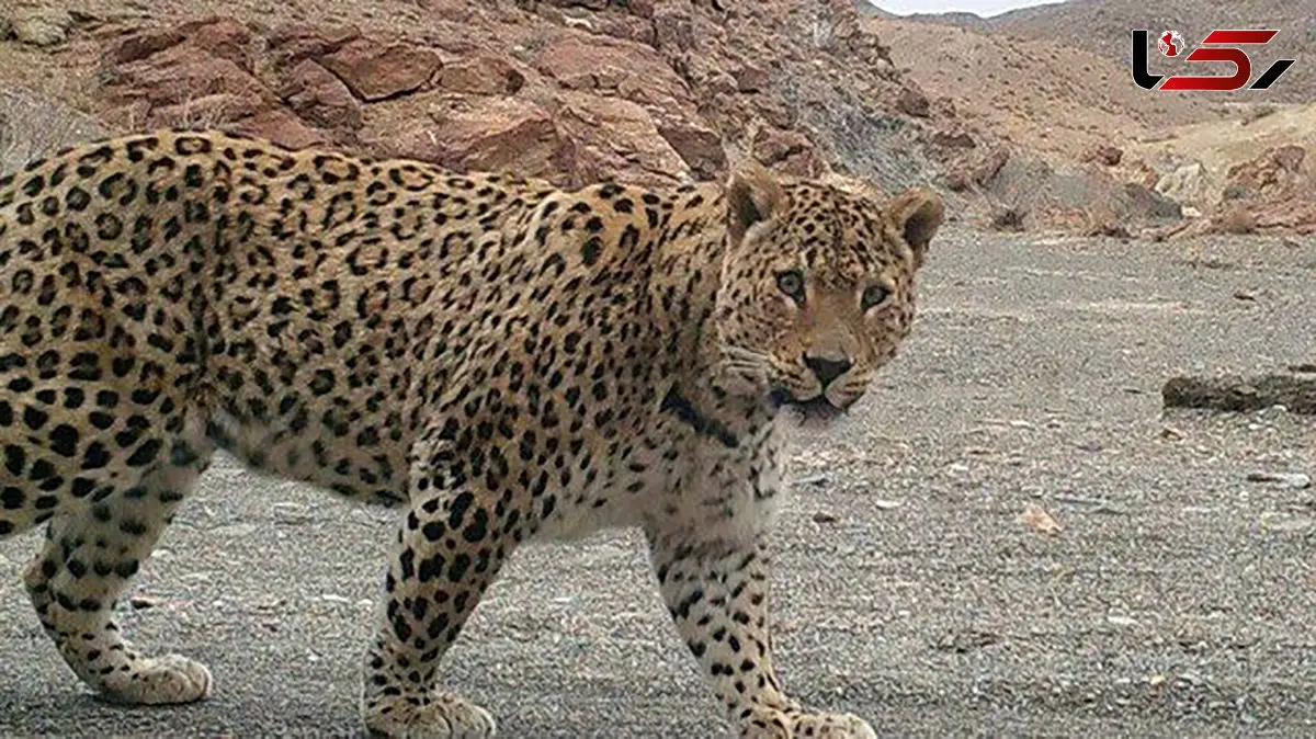 مشاهده پلنگ در سیستان و بلوچستان