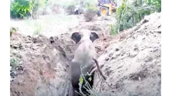 نجات فیل از چاه + عکس