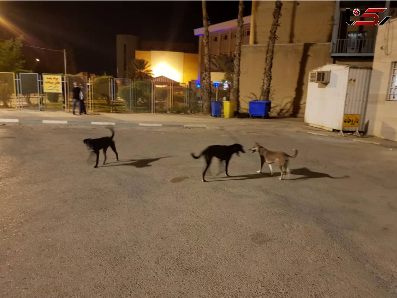 جولان سگ‌های ولگرد معضلی برای تبریز 