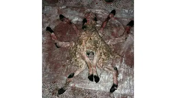 تولد گوسفند 8 پا در فارس+ عکس