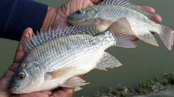  واردات "ماهی تیلاپیا" ممنوع شد 