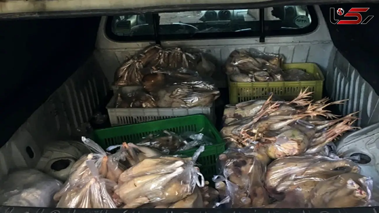معدوم شدن ۴۰۰ کیلو مرغ غیر بهداشتی در ساری