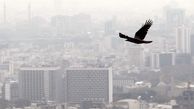 هوا تهران آلوده برای گروه حساس / پایتخت فقط 2 روز هوای پاک داشت