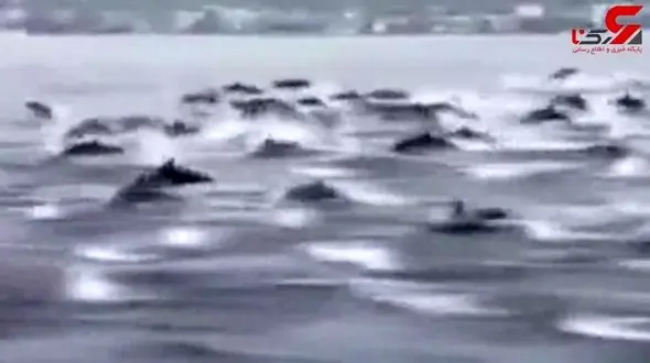 گله بزرگ دلفین‌ها در ساحل کالیفرنیا+فیلم